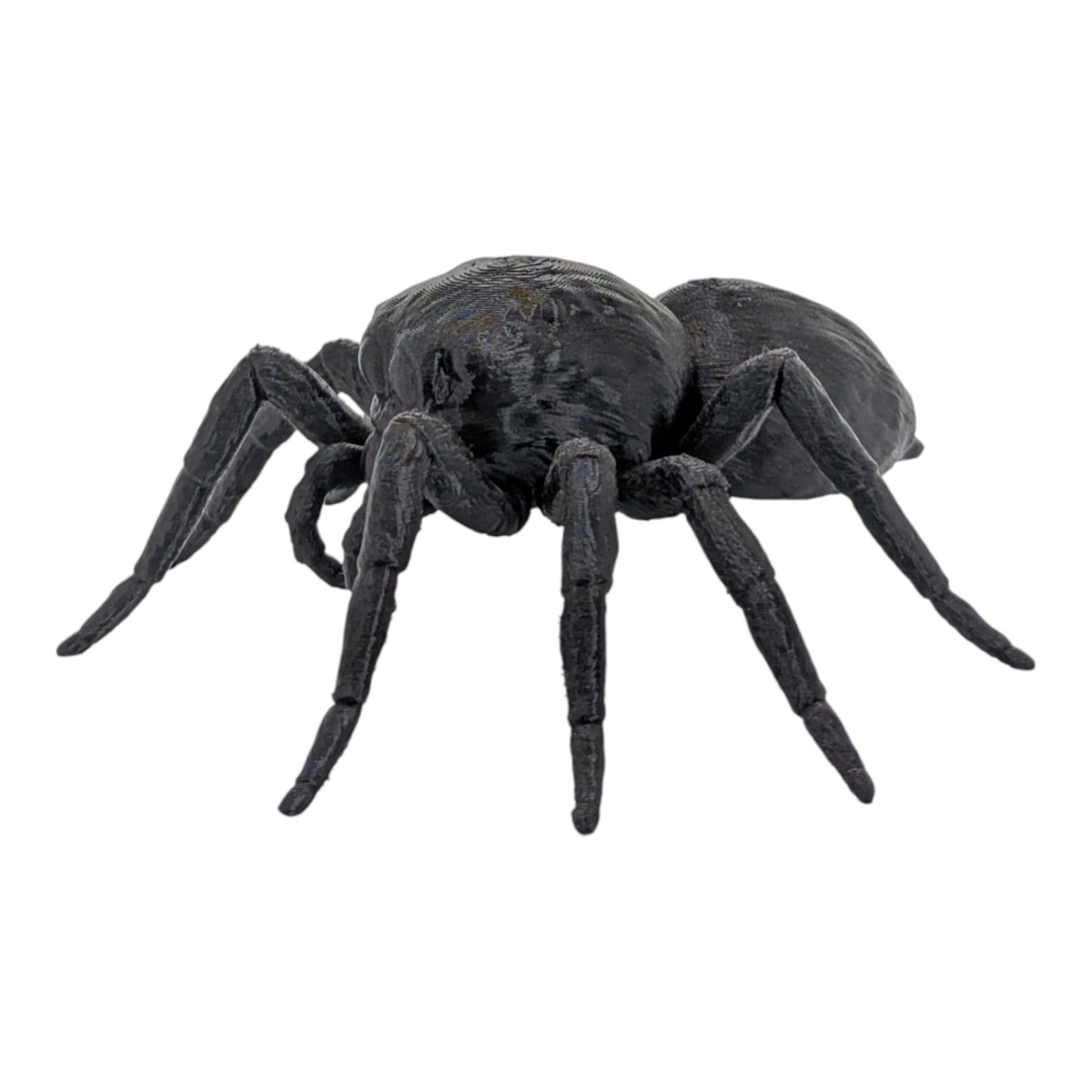 The Jumping Spider Study (Archive No. 018)