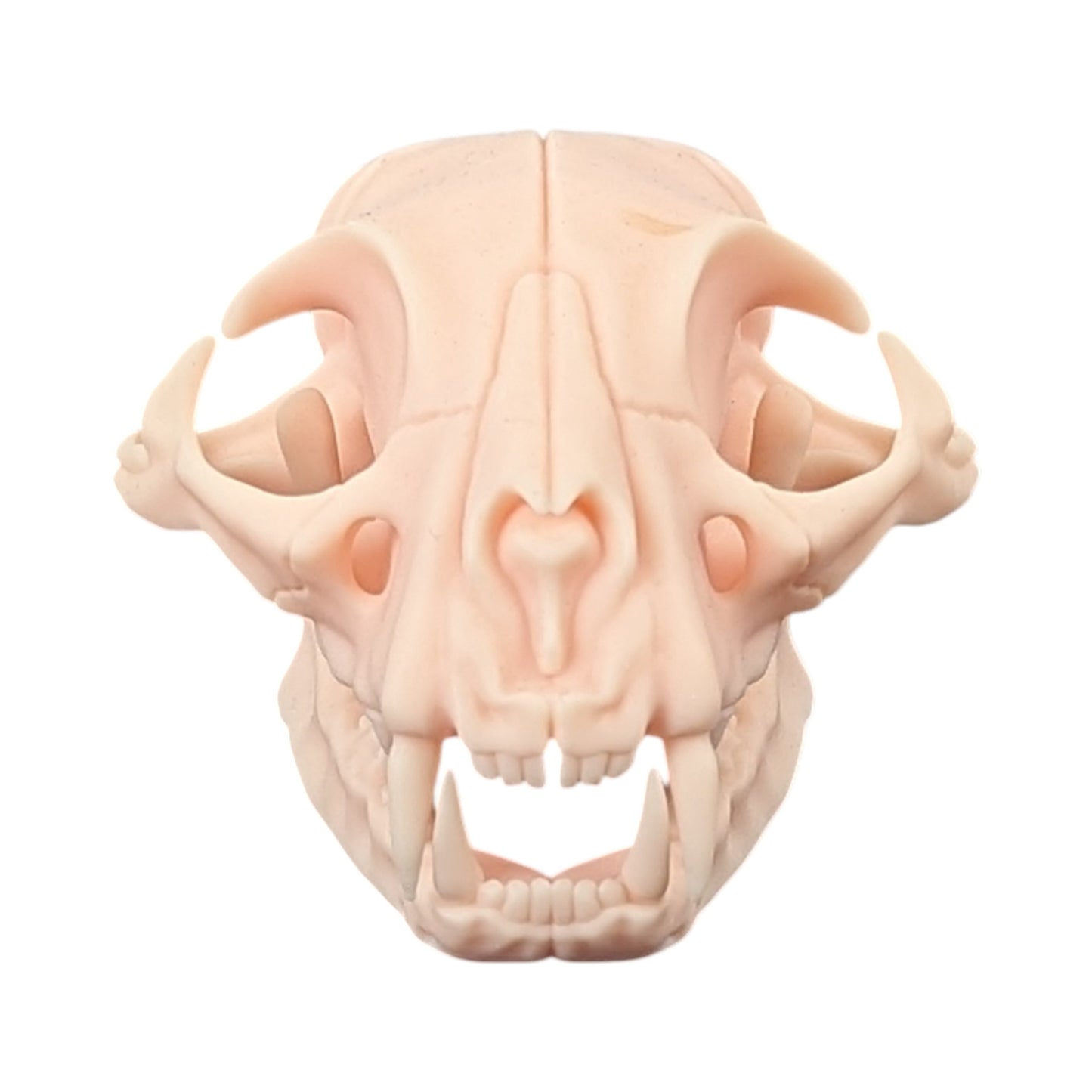 The Soft Specimen: Cat Skull in Aqua-Ivory