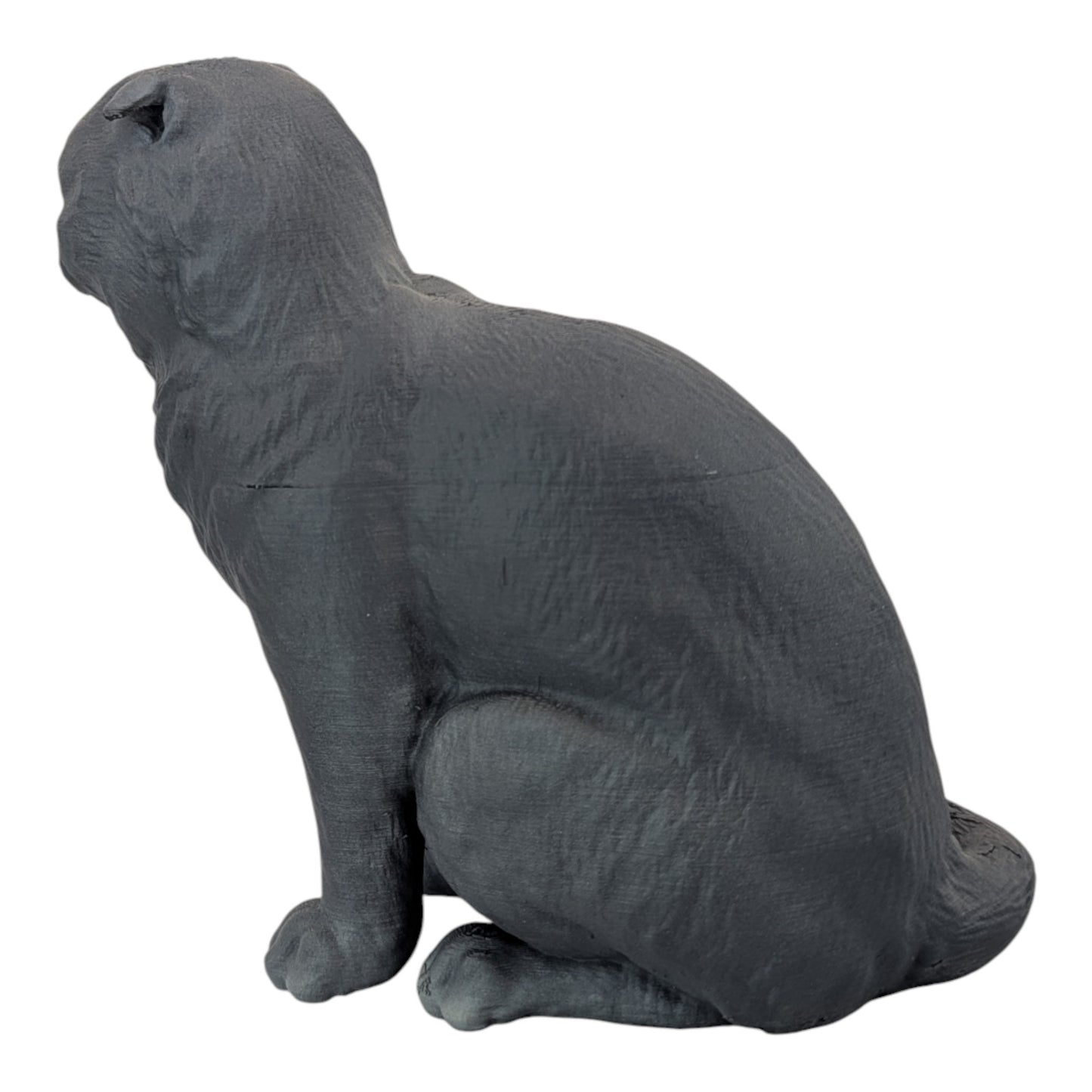 Rory: The Heartbreakingly Sweet Scottish Fold (Founders Edition)