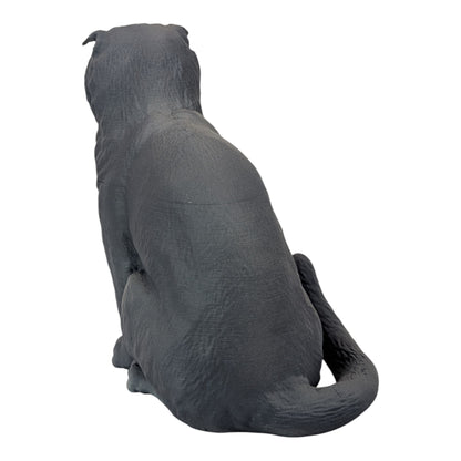 Rory: The Heartbreakingly Sweet Scottish Fold (Founders Edition)