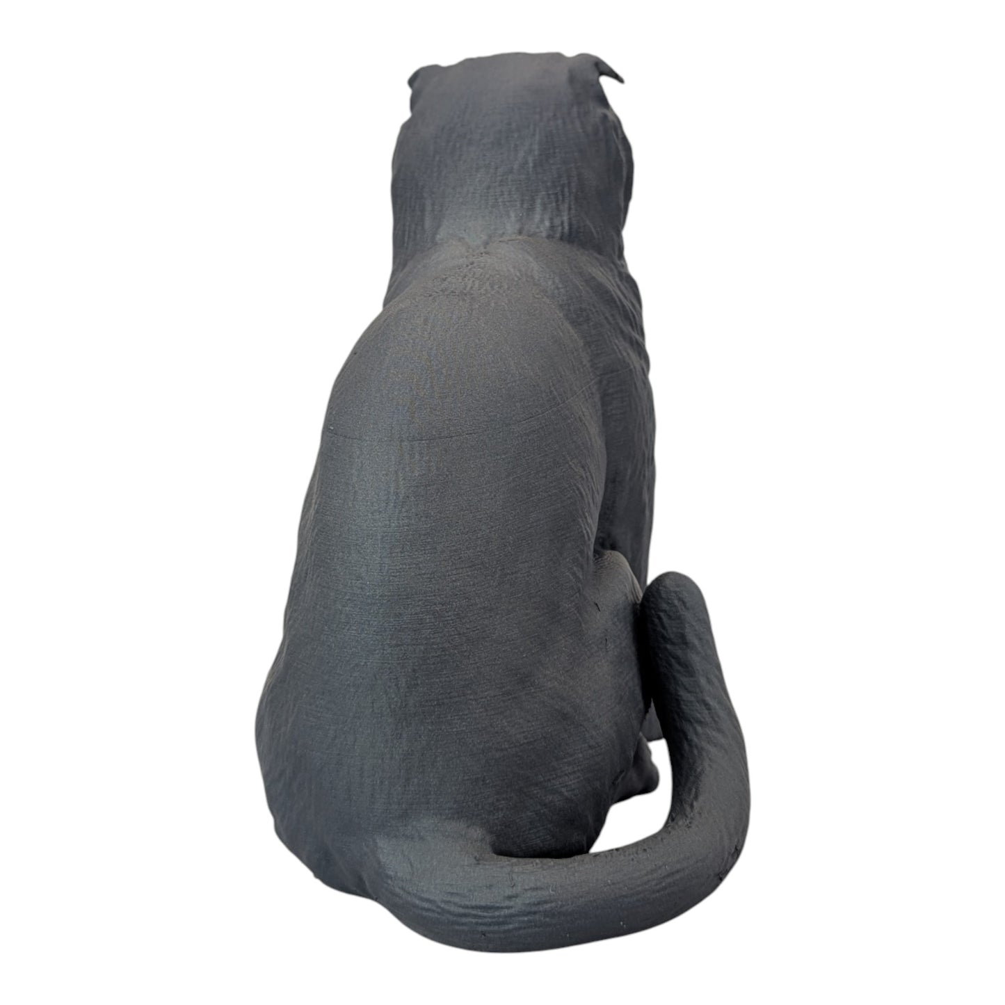 Rory: The Heartbreakingly Sweet Scottish Fold (Founders Edition)