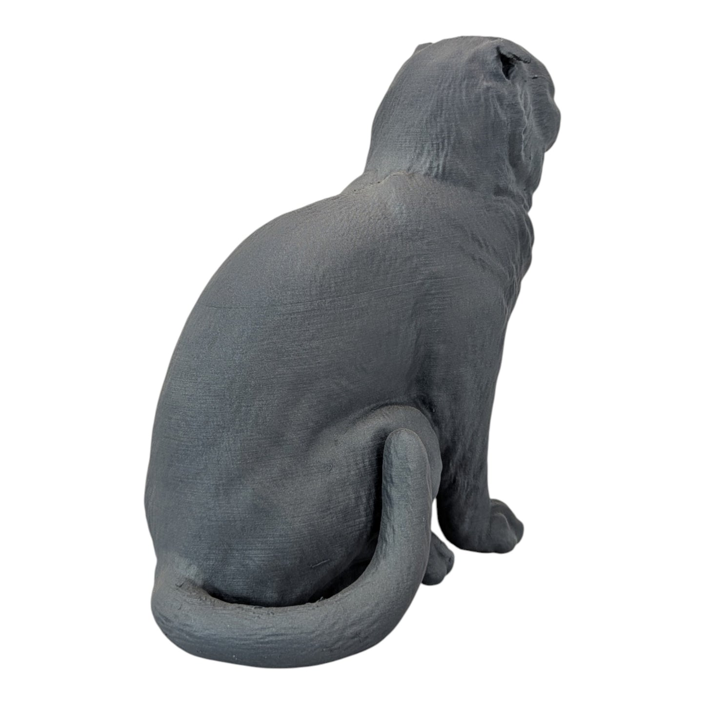 Rory: The Heartbreakingly Sweet Scottish Fold (Founders Edition)