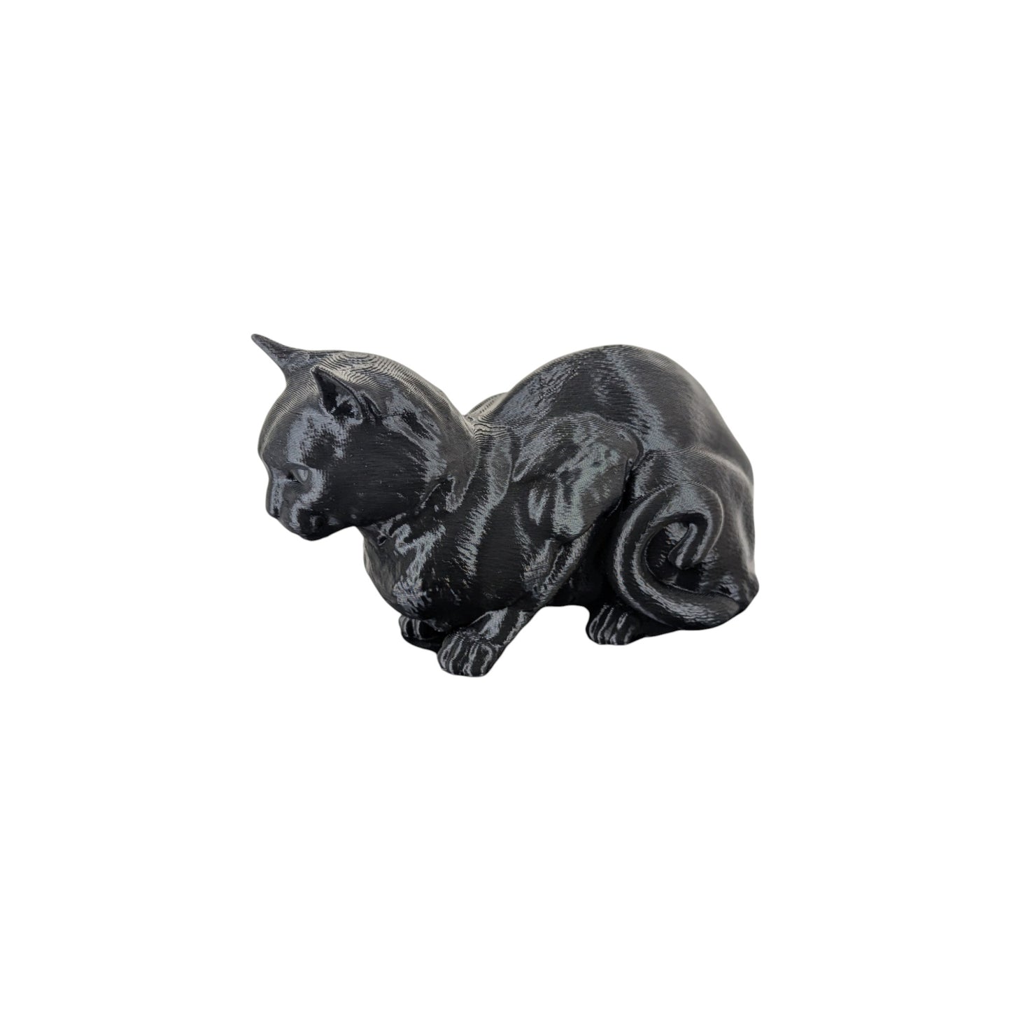 The Coiled Feline Study (Archive No. 004)