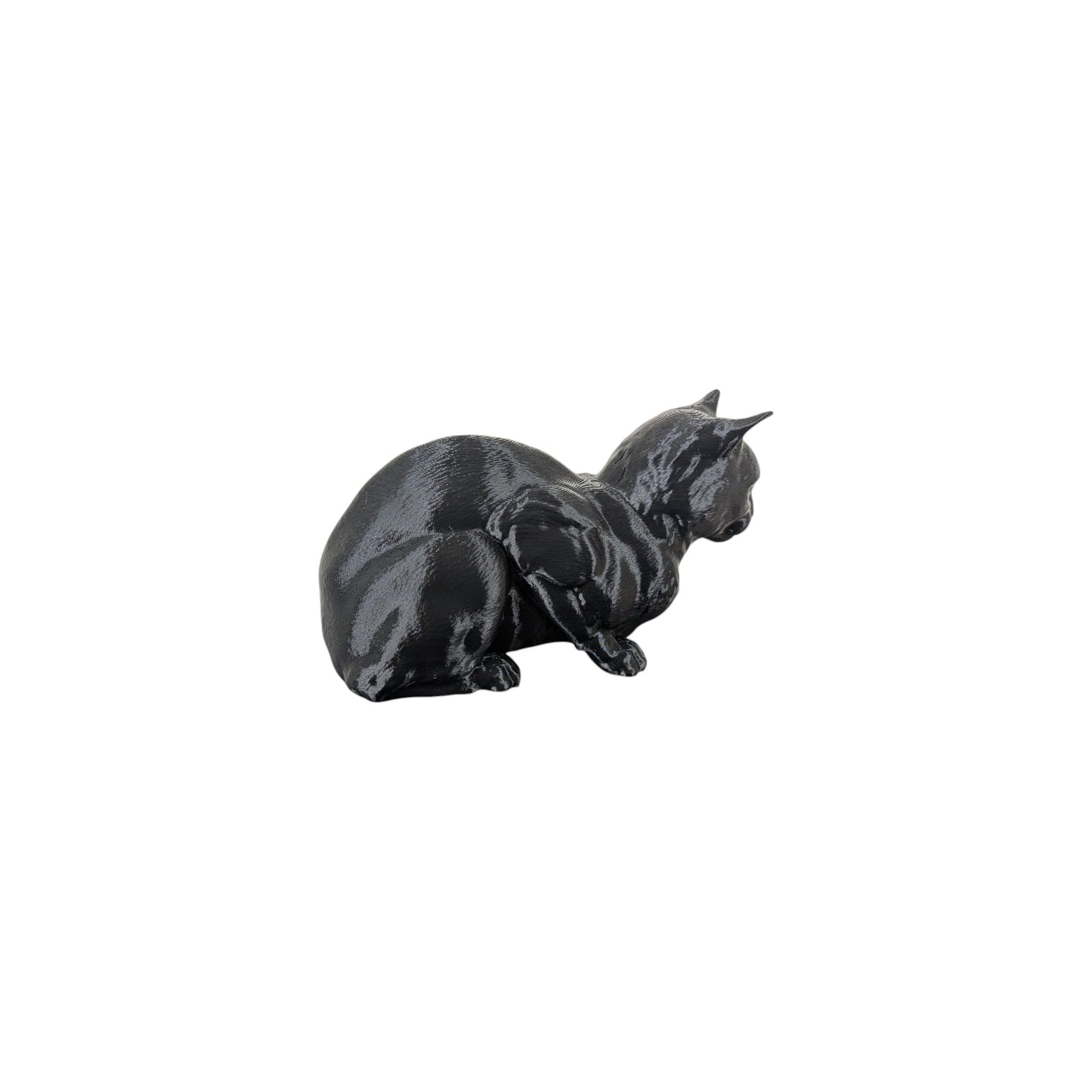 The Coiled Feline Study (Archive No. 004)