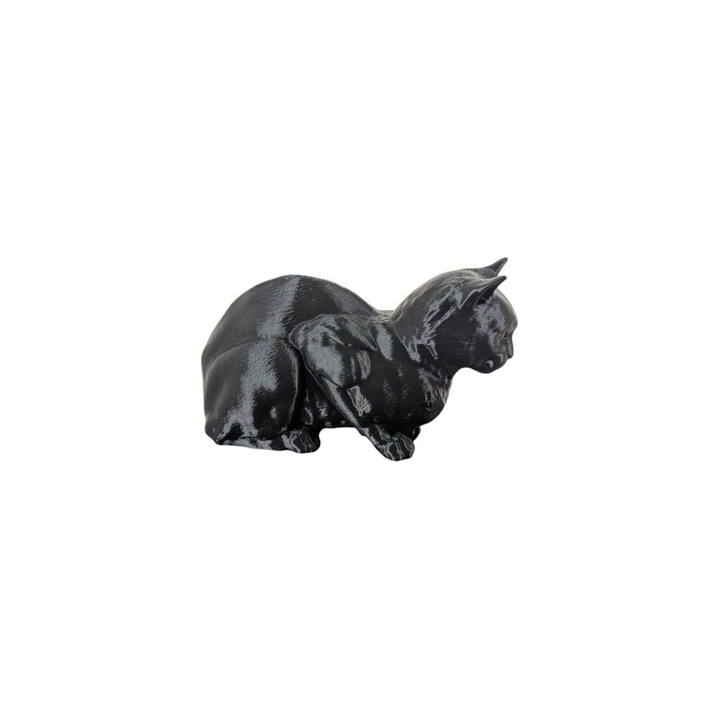 The Coiled Feline Study (Archive No. 004)