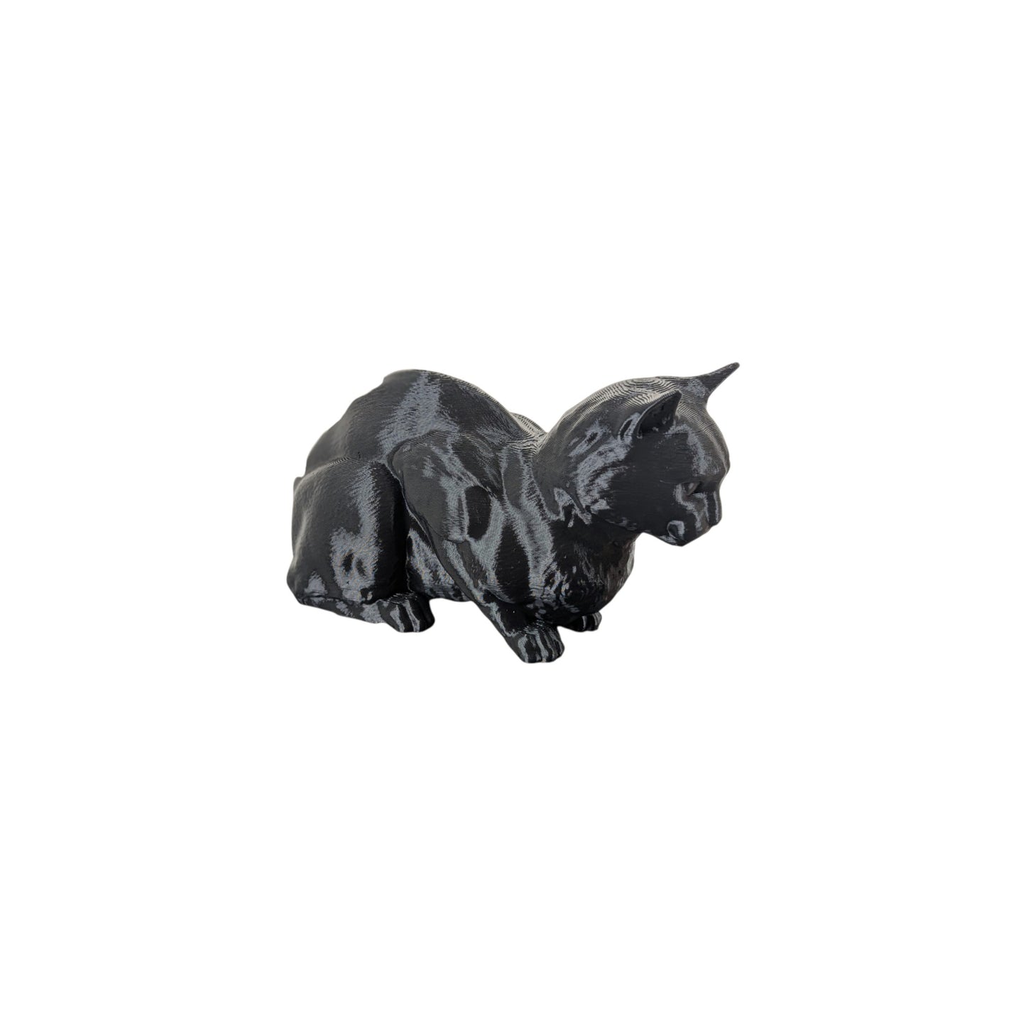 The Coiled Feline Study (Archive No. 004)