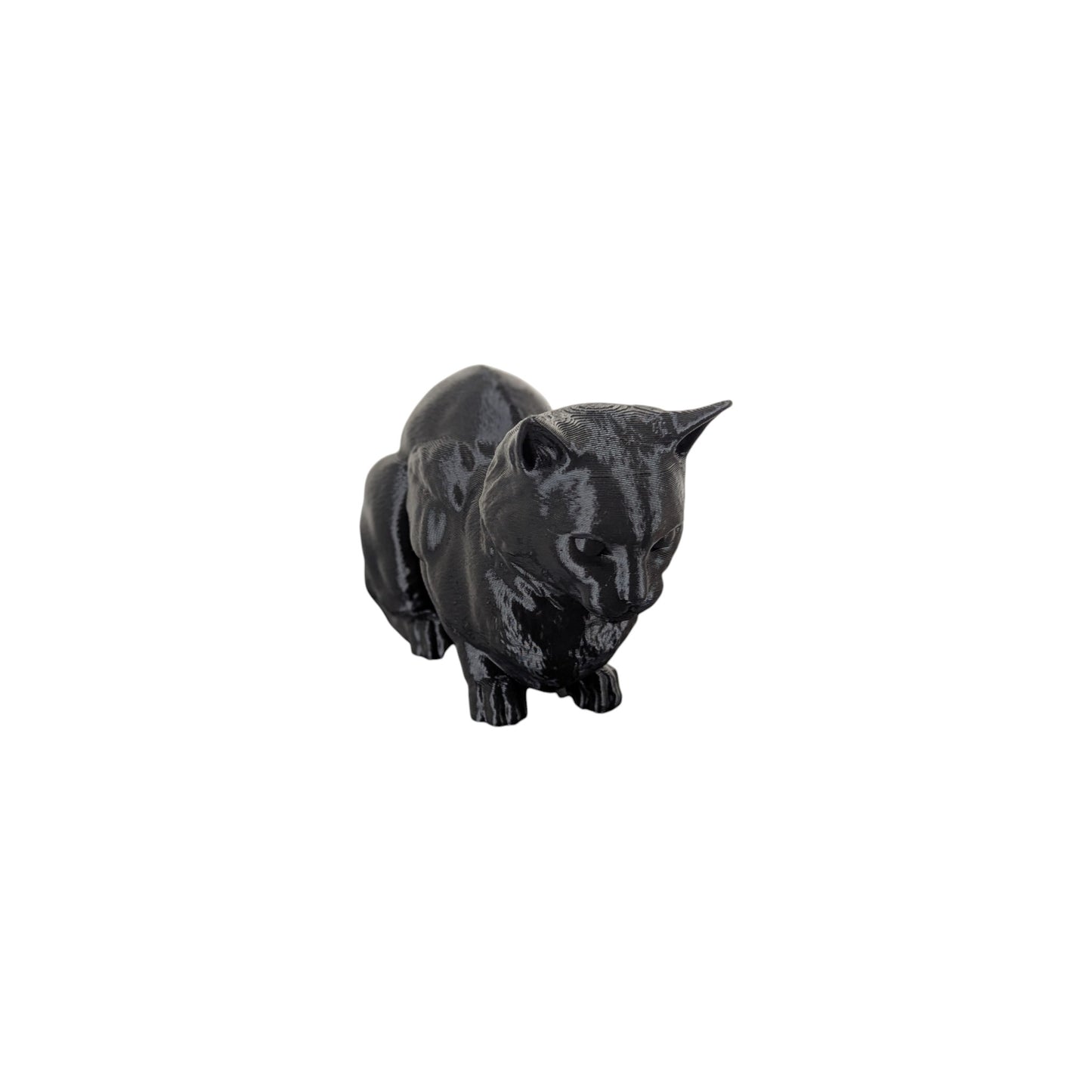 The Coiled Feline Study (Archive No. 004)