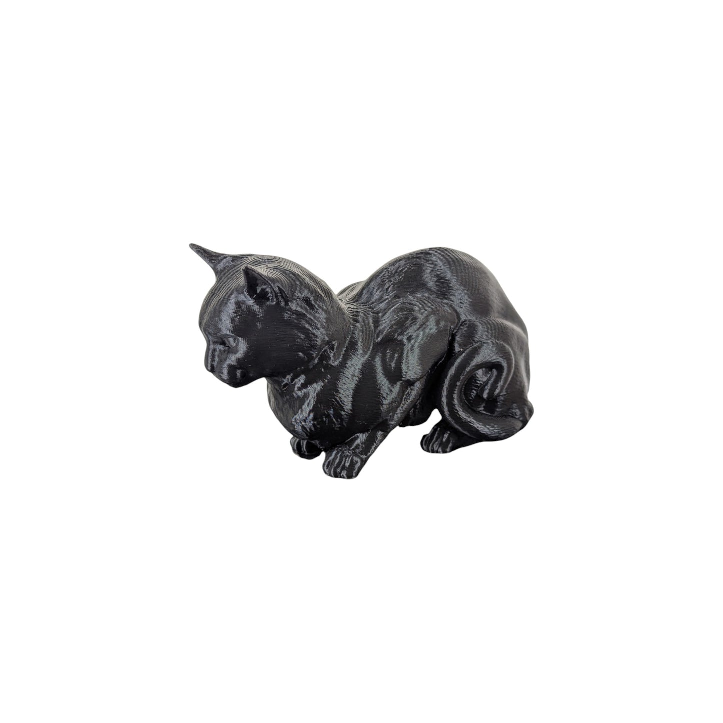 The Coiled Feline Study (Archive No. 004)