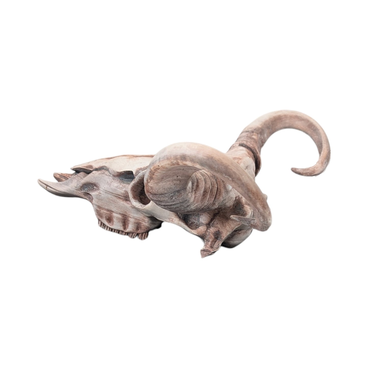 American Bison Skull (Desert Weathered) | Synthetic Curio