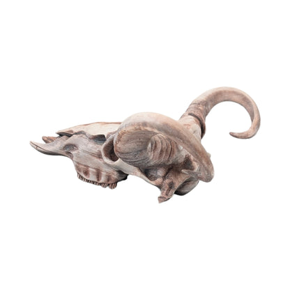 American Bison Skull (Desert Weathered) | Synthetic Curio