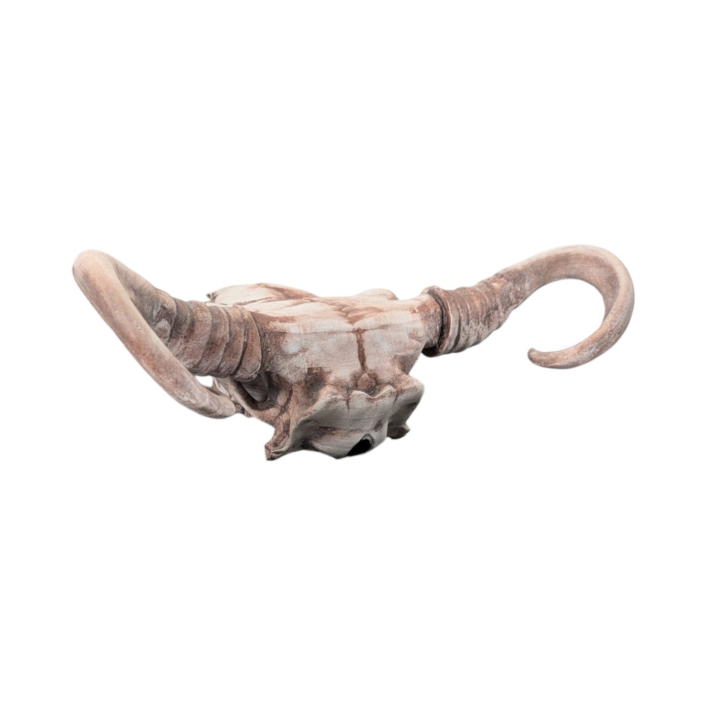 American Bison Skull (Desert Weathered) | Synthetic Curio