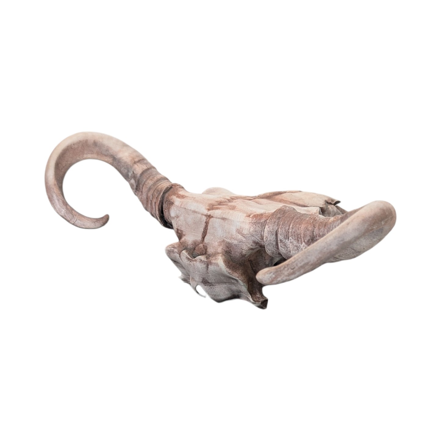 American Bison Skull (Desert Weathered) | Synthetic Curio