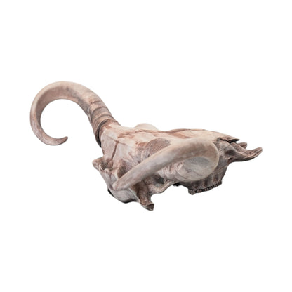 American Bison Skull (Desert Weathered) | Synthetic Curio