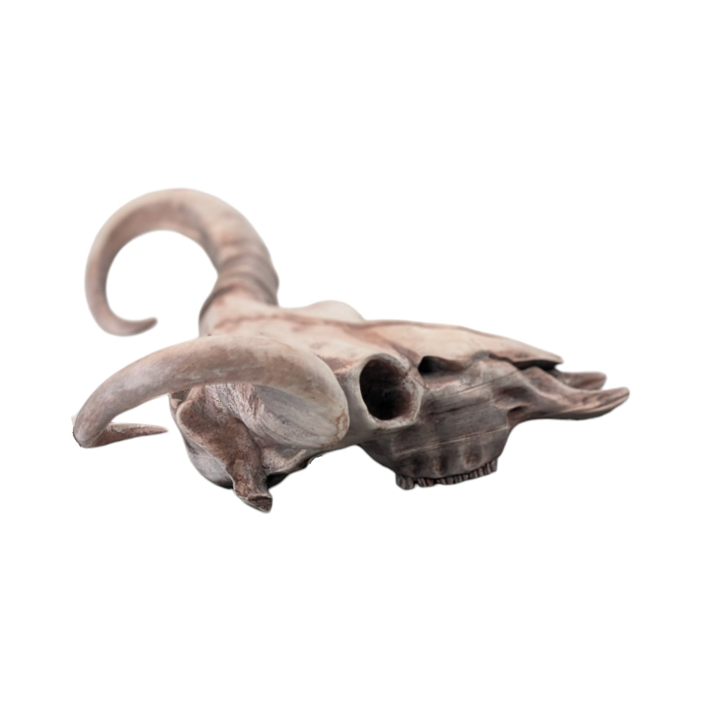 American Bison Skull (Desert Weathered) | Synthetic Curio
