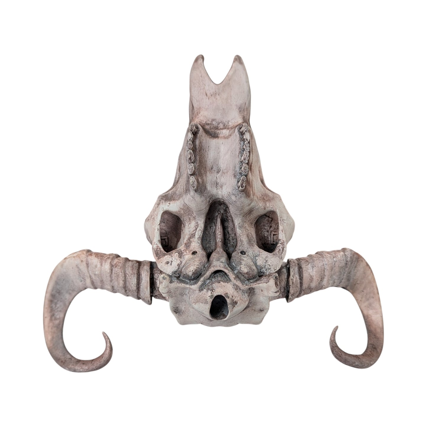American Bison Skull (Desert Weathered) | Synthetic Curio