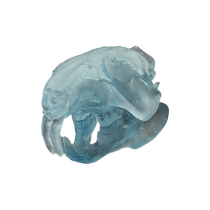 Beaver/Castor Skull (Resin) Glacial Blue