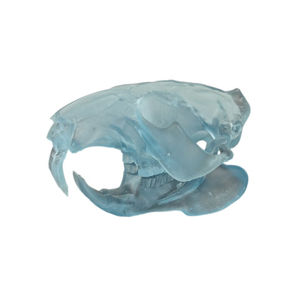 Beaver/Castor Skull (Resin) Glacial Blue
