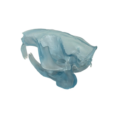 Beaver/Castor Skull (Resin) Glacial Blue