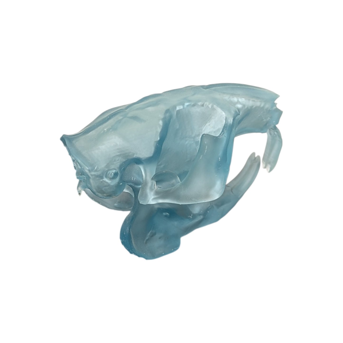 Beaver/Castor Skull (Resin) Glacial Blue