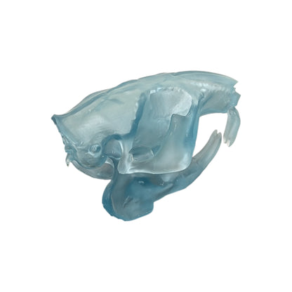 Beaver/Castor Skull (Resin) Glacial Blue