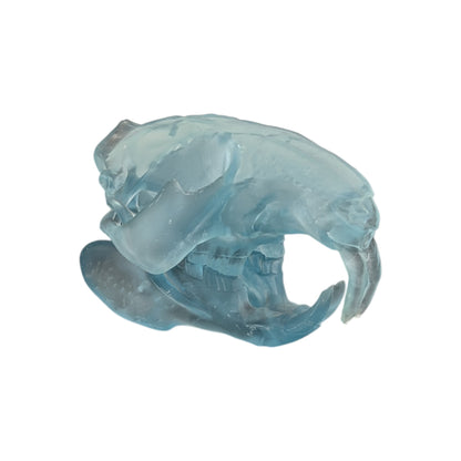 Beaver/Castor Skull (Resin) Glacial Blue