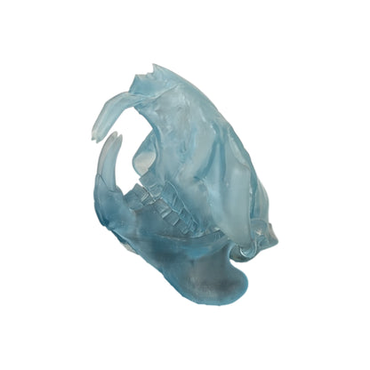 Beaver/Castor Skull (Resin) Glacial Blue
