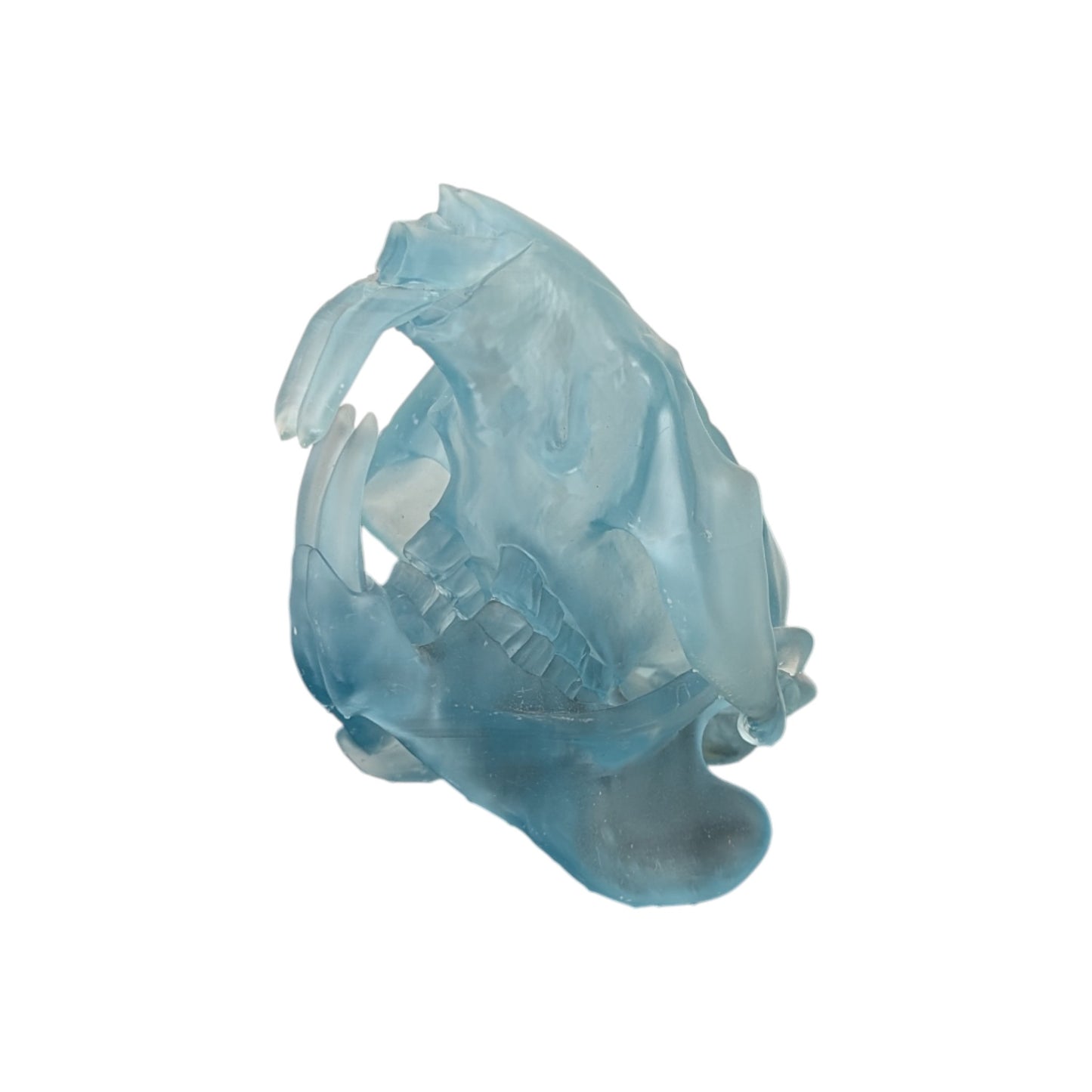 Beaver/Castor Skull (Resin) Glacial Blue