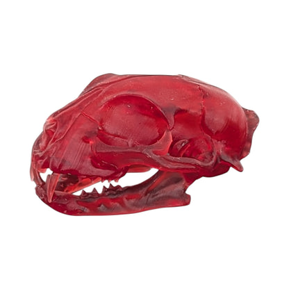 The Ruby Specimen: Life-Size Cat Skull (Translucent)