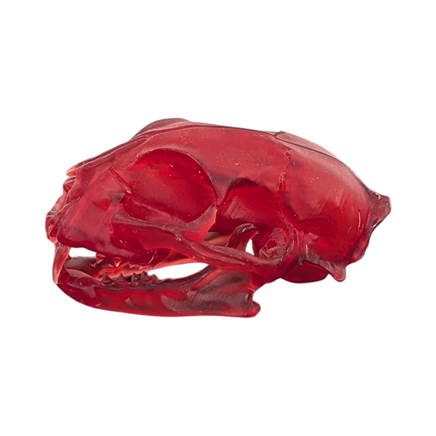 The Ruby Specimen: Life-Size Cat Skull (Translucent)
