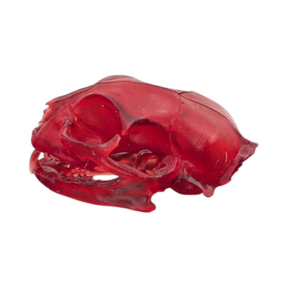 The Ruby Specimen: Life-Size Cat Skull (Translucent)