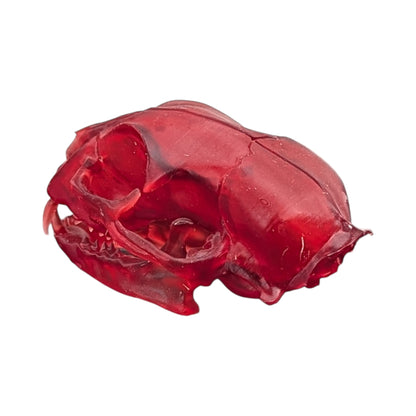 The Ruby Specimen: Life-Size Cat Skull (Translucent)