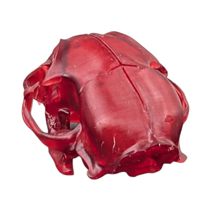 The Ruby Specimen: Life-Size Cat Skull (Translucent)