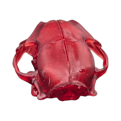The Ruby Specimen: Life-Size Cat Skull (Translucent)