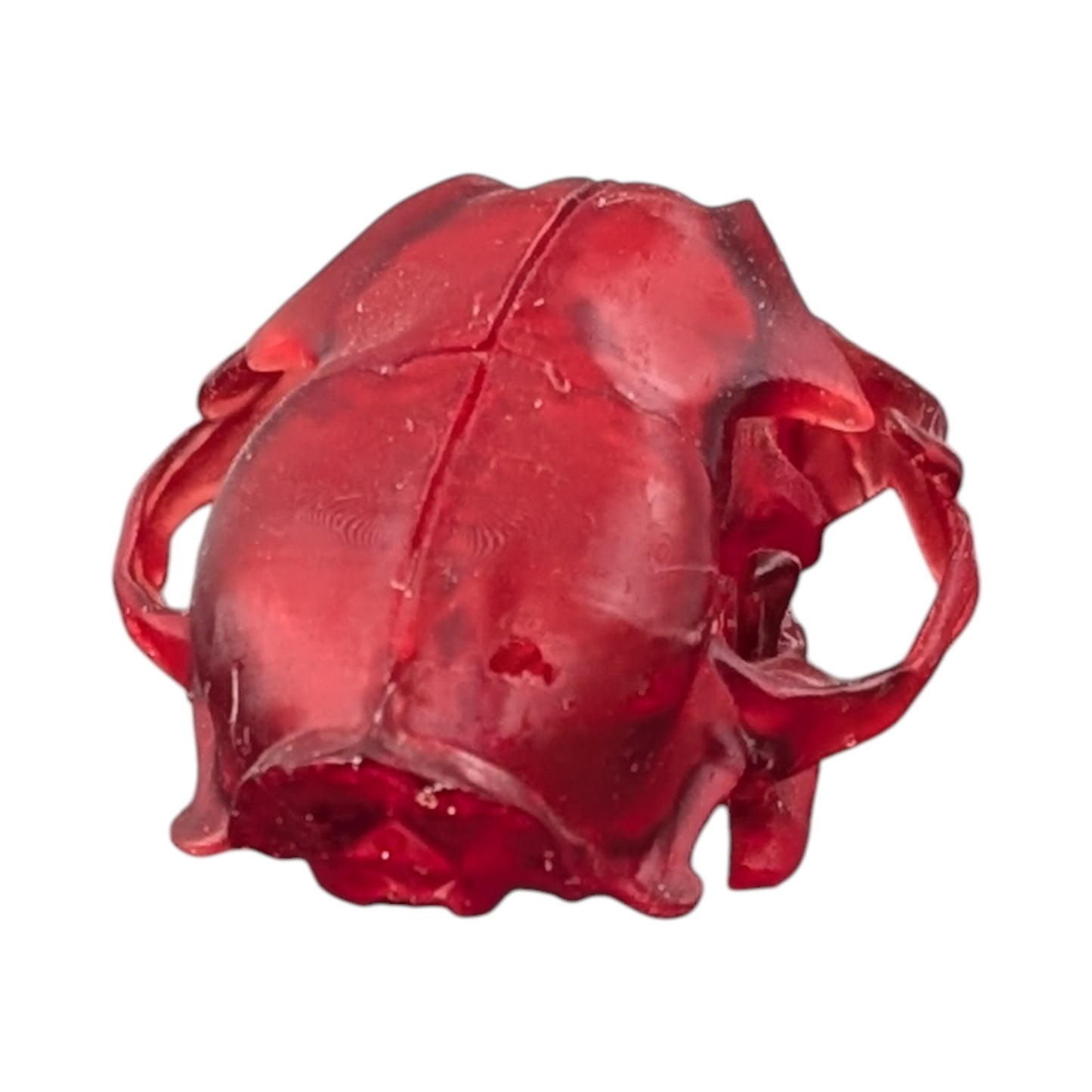 The Ruby Specimen: Life-Size Cat Skull (Translucent)