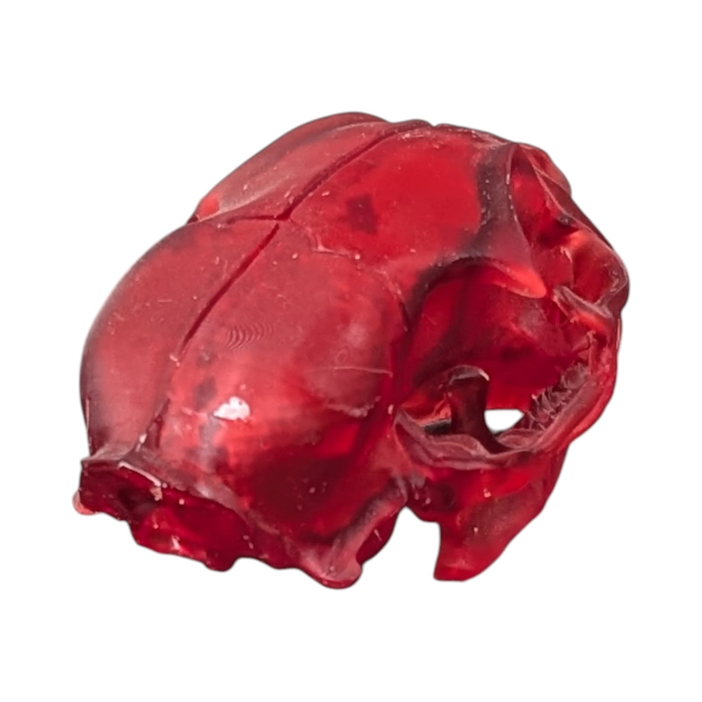 The Ruby Specimen: Life-Size Cat Skull (Translucent)