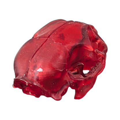 The Ruby Specimen: Life-Size Cat Skull (Translucent)