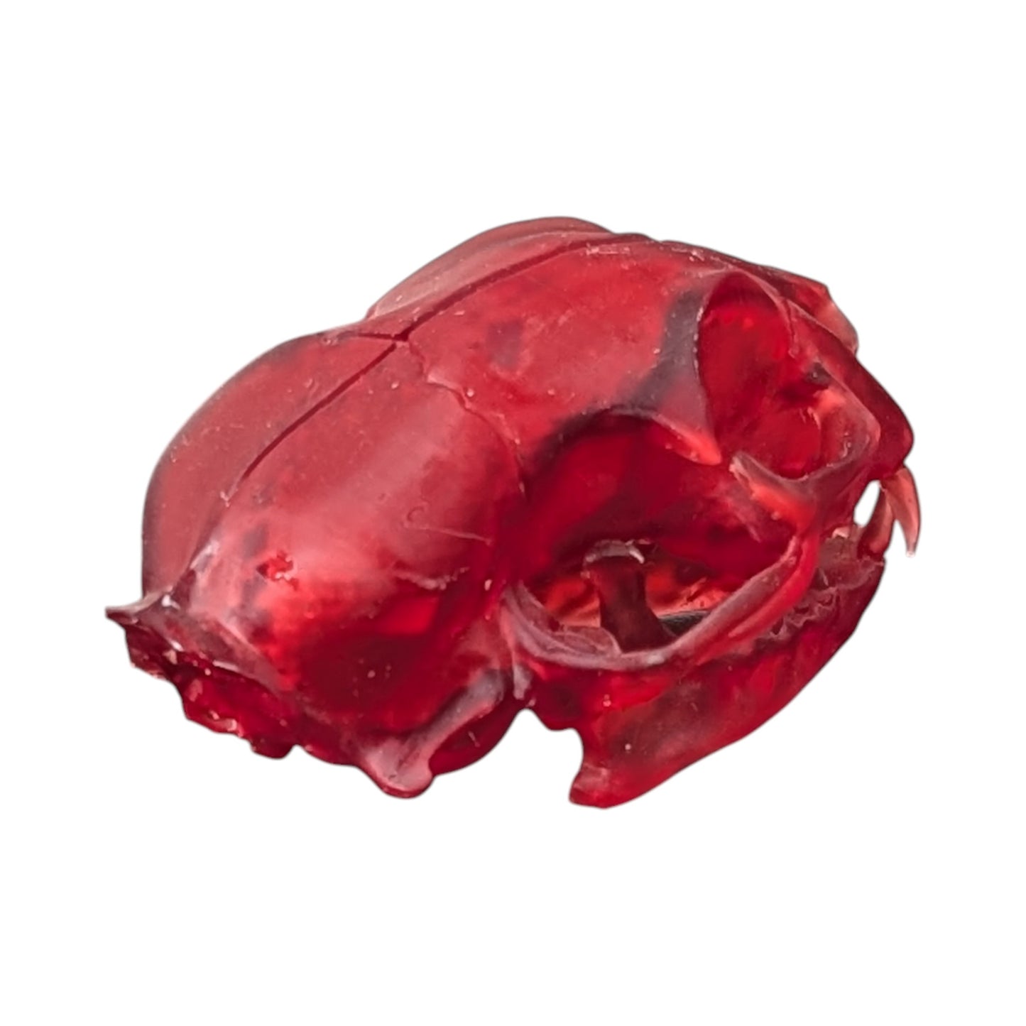 The Ruby Specimen: Life-Size Cat Skull (Translucent)