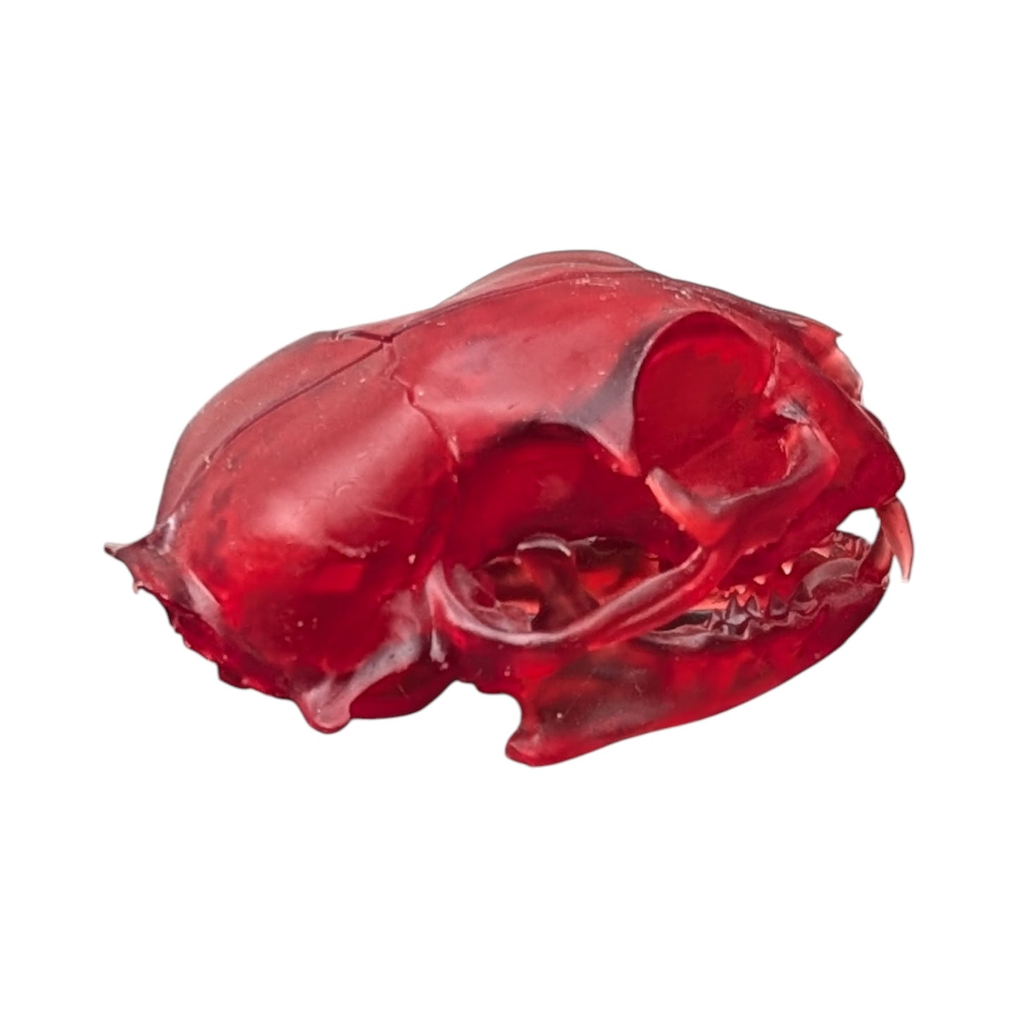The Ruby Specimen: Life-Size Cat Skull (Translucent)
