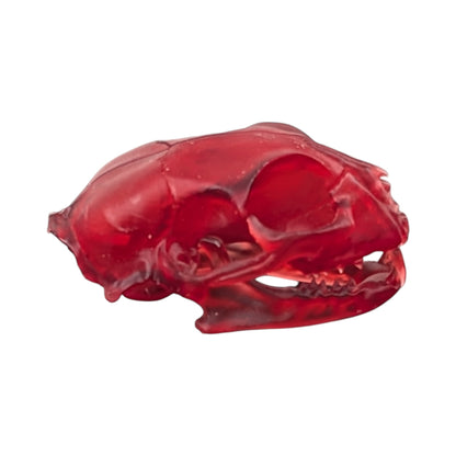 The Ruby Specimen: Life-Size Cat Skull (Translucent)