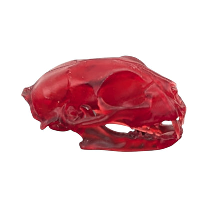 The Ruby Specimen: Life-Size Cat Skull (Translucent)
