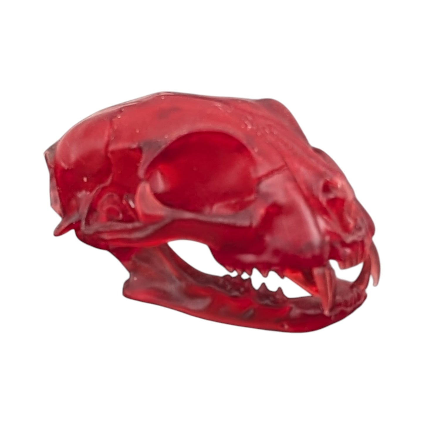 The Ruby Specimen: Life-Size Cat Skull (Translucent)