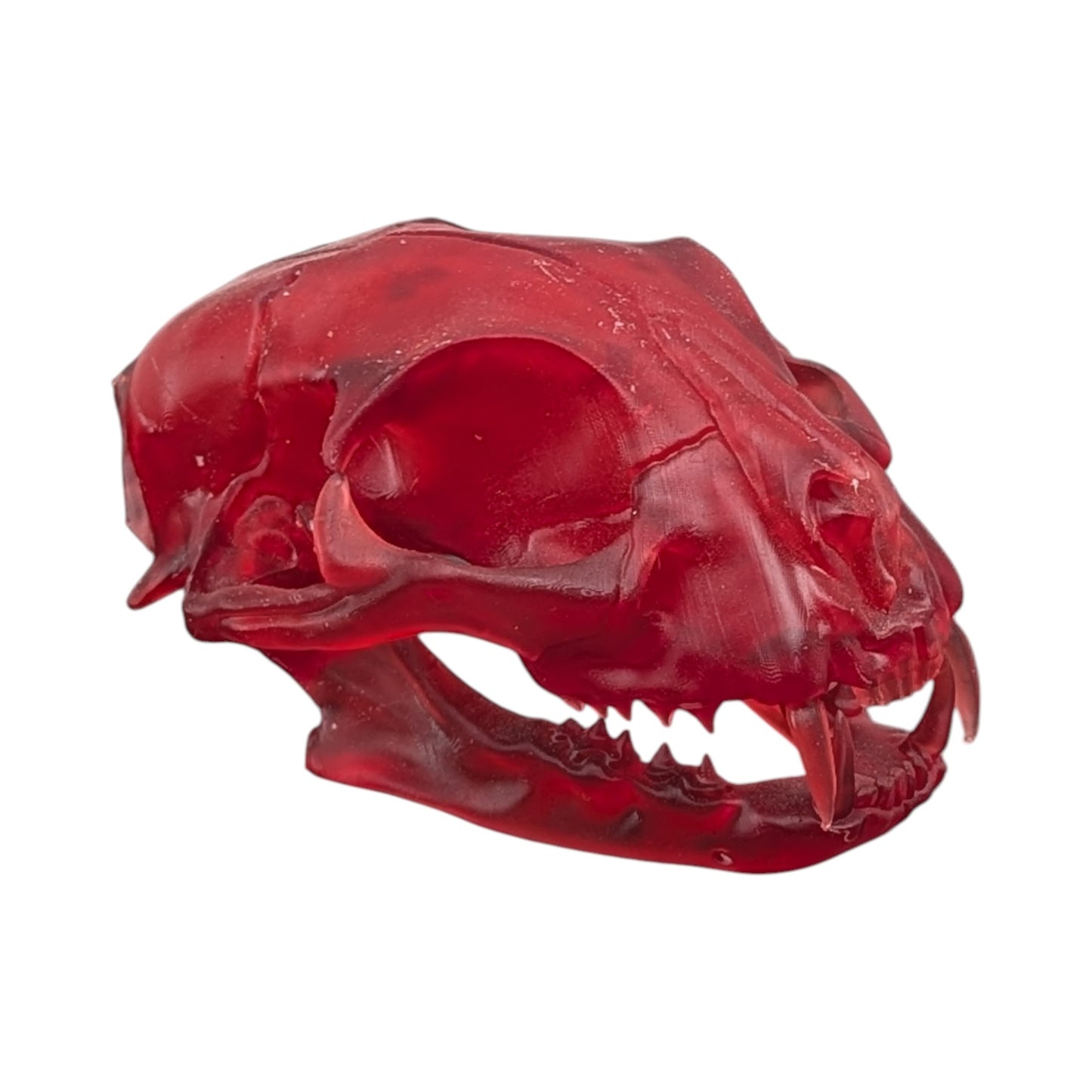 The Ruby Specimen: Life-Size Cat Skull (Translucent)