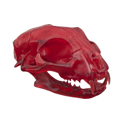 The Ruby Specimen: Life-Size Cat Skull (Translucent)