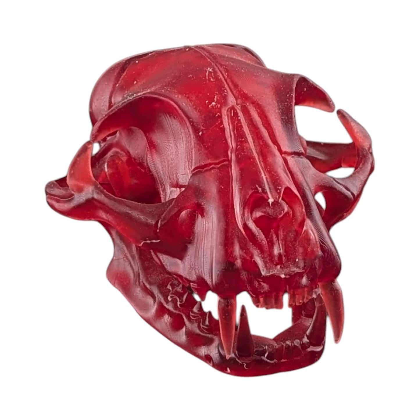 The Ruby Specimen: Life-Size Cat Skull (Translucent)