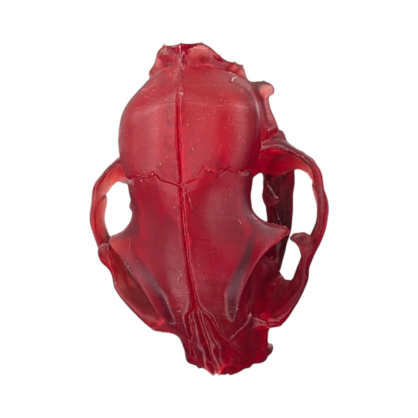 The Ruby Specimen: Life-Size Cat Skull (Translucent)