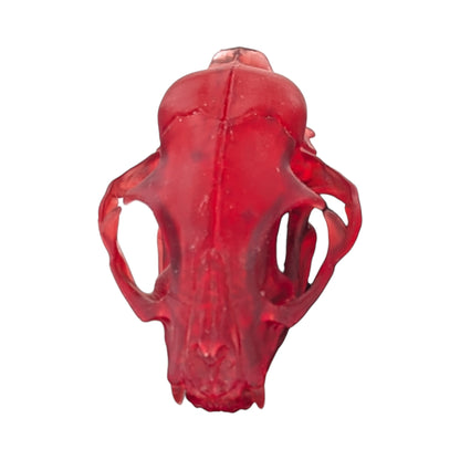 The Ruby Specimen: Life-Size Cat Skull (Translucent)