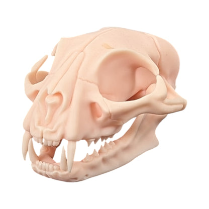 The Soft Specimen: Cat Skull in Aqua-Ivory