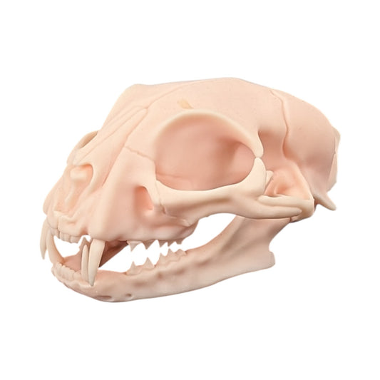 The Soft Specimen: Cat Skull in Aqua-Ivory