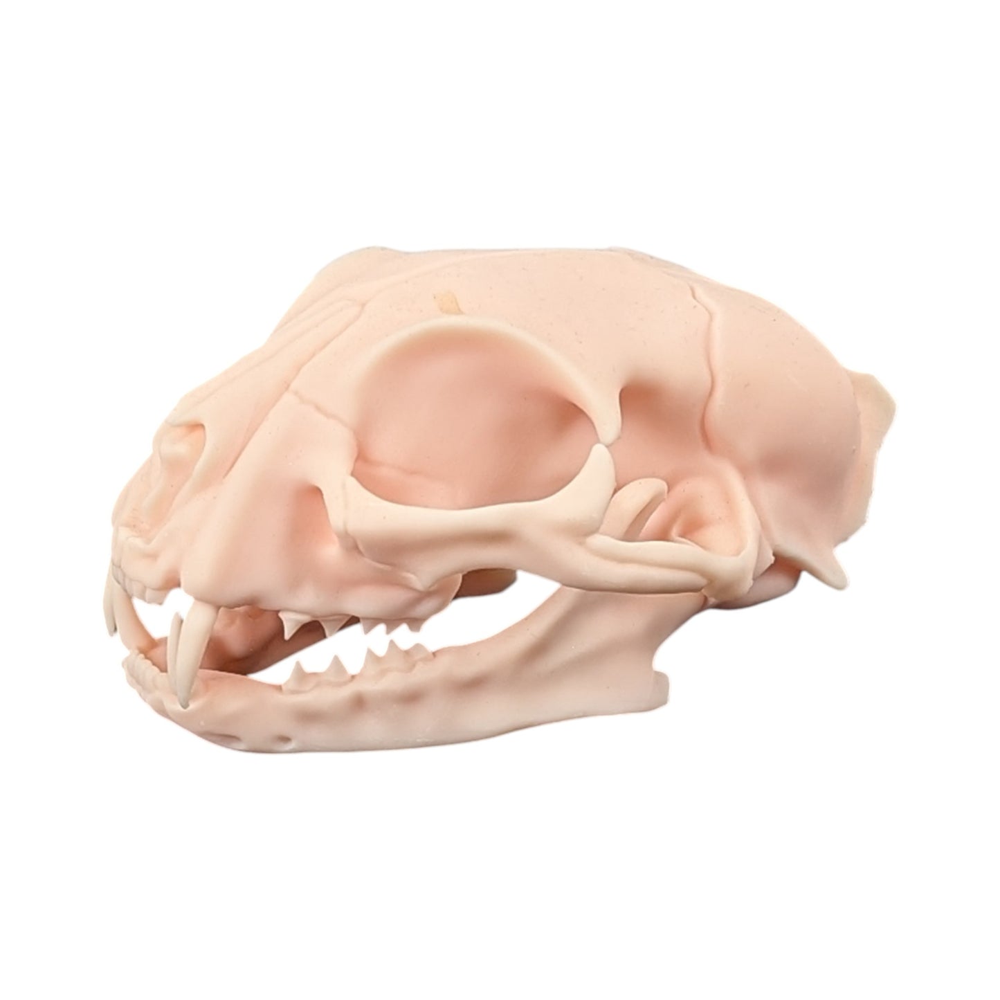 The Soft Specimen: Cat Skull in Aqua-Ivory