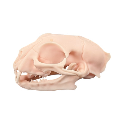 The Soft Specimen: Cat Skull in Aqua-Ivory